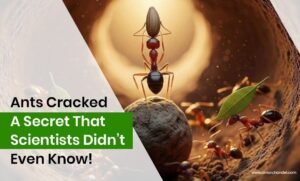 Ants cracked a secret that scientists didn’t even know!