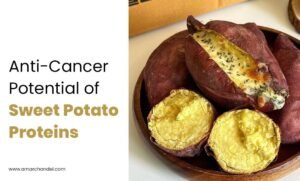 Anti-Cancer Potential of Sweet Potato Proteins