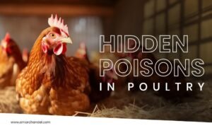 Hidden Poisons in Poultry